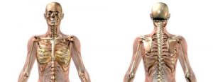Muscular-skeletal system